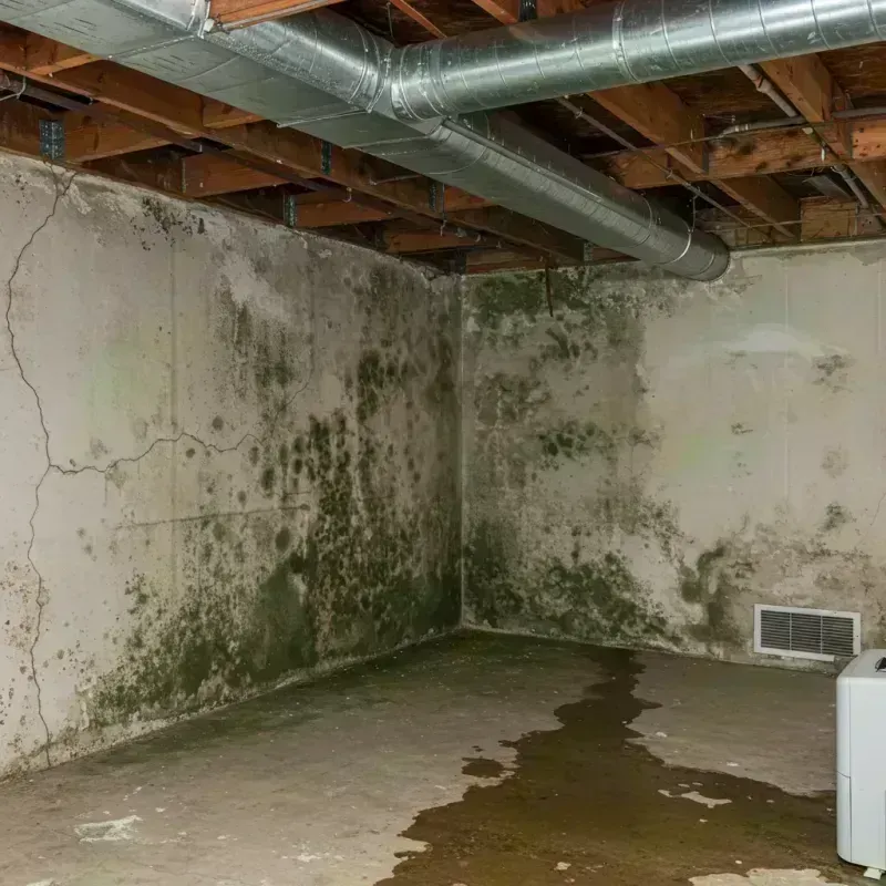 Professional Mold Removal in Boone County, IL